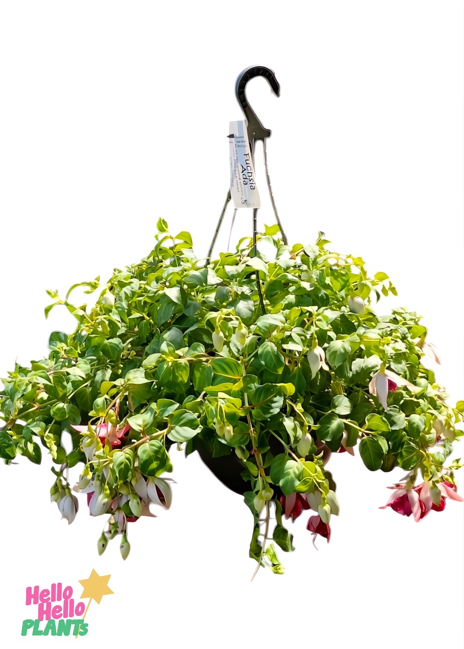 The Fuchsia 'Fairytales Ada' 10" hanging basket features lush green foliage with vibrant fuchsia and white blooms in a sleek black pot, complete with a hook for easy display.