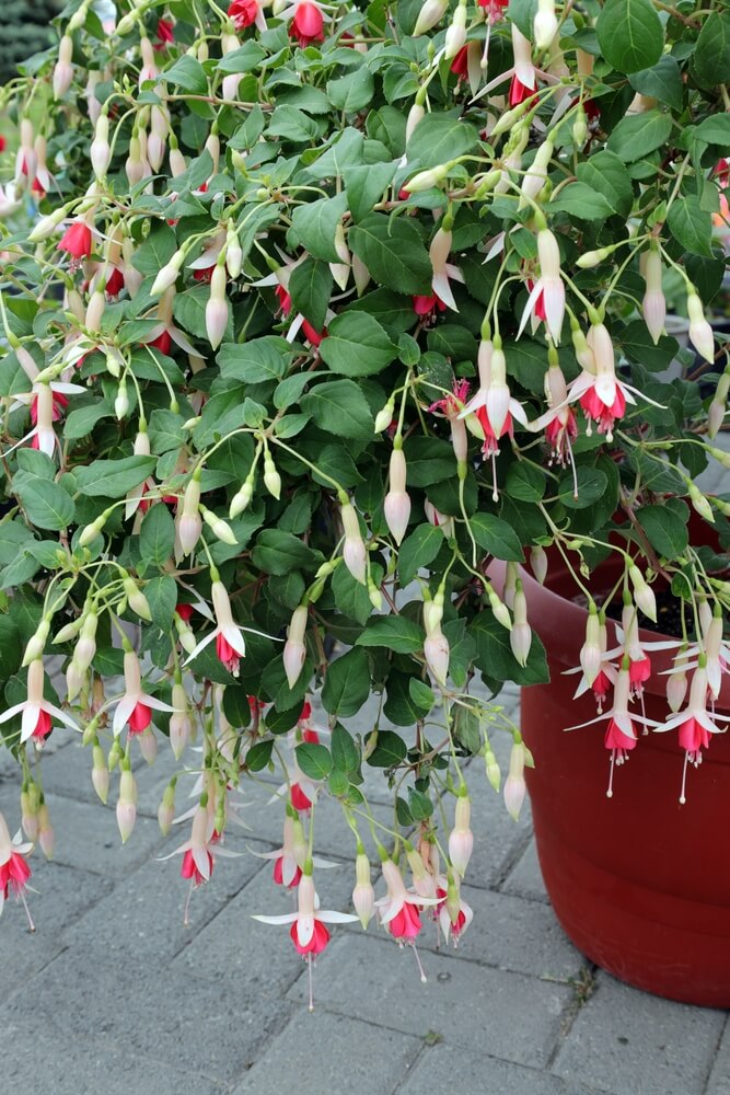 A Fuchsia 'Fairytales Mia' 10" hanging basket with green leaves and abundant pink and white blooms sits on a paved surface.