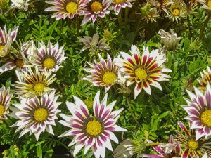 White and purple gazania flowers with yellow centers bloom amid green foliage.