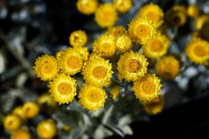 Close-up of Helichrysum 'New Guinea' Everlasting Daisy in a 6" Pot, featuring vibrant yellow blooms with layered petals and green-gray foliage, beautifully lit by natural sunlight.