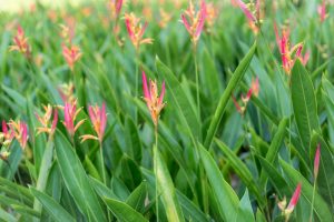The Heliconia 'Tropics' 8" Pot features lush green foliage and vibrant orange-pink flowers, capturing the essence of the tropics.