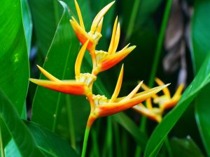 A close-up of the vibrant Heliconia 'Tropics' in an 8" pot, showcasing yellow and orange bracts among lush green leaves—ideal for adding a tropical flair to your home.