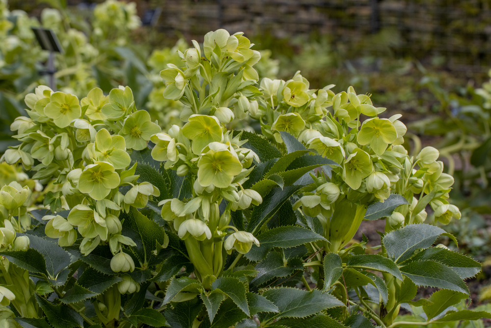 The Helleborus 'Holly Leaved' Hellebore in a 7" pot features clusters of pale green flowers and large, holly-like foliage, perfect for creating a serene garden ambiance.