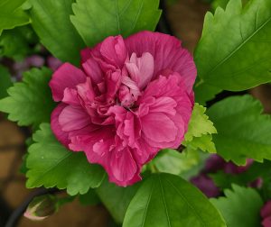 A close-up of Hibiscus 'Summer Sensation Double Plum' in full bloom, surrounded by green leaves and beautifully displayed in a 6" pot.