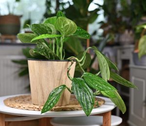 A Monstera 'Peru' 10" in a hanging basket showcases its elongated leaves against a round white table, with softly blurred indoor plants in the background.