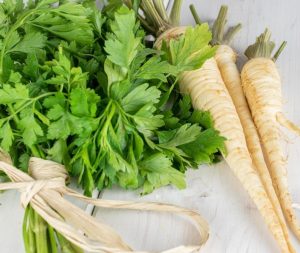 Parsley 'Hamburg' 4" Pot