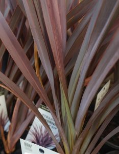 Close-up of long, pointed, reddish-brown leaves of a Phormium 'Anna Red' Flax in a 6" pot, with plant labels partially visible at the base. Growers Flash Sale!.