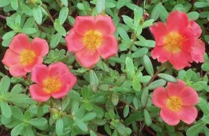 Five portulaca flowers with yellow centers bloom amidst the lush green leaves of a 10" Purslane 'Purple' hanging basket.