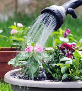 Watering potted flowers with a watering can in a garden, with pink and purple blooms visible.