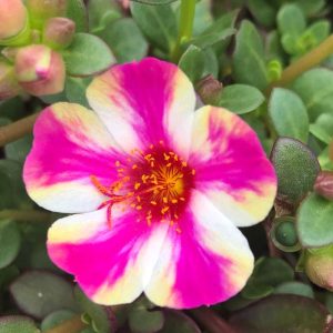 Close-up of a vibrant pink and white Purslane 'Mango' flower with a yellow center, surrounded by lush green leaves and buds in a 10" hanging basket.