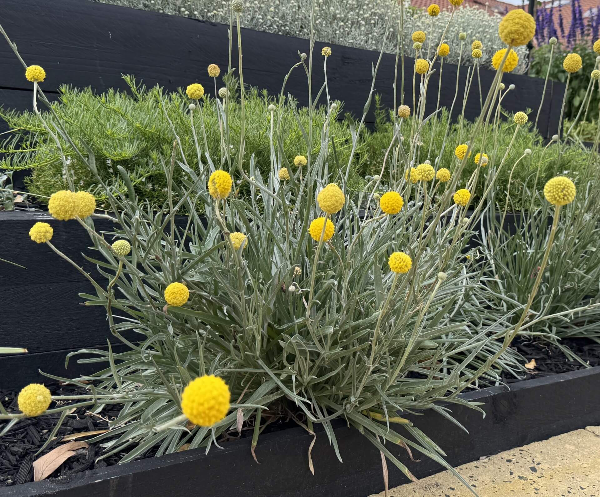 Yellow billy button flowers grow in a tiered garden bed with black wooden borders, accompanied by Viola 'Native Violet' 2" Pot and lush green foliage in the background.