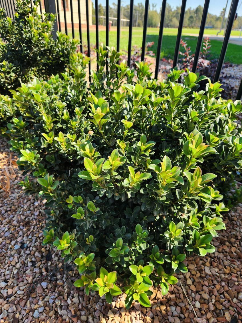 A Rhaphiolepis 'Minikin' Dwarf Indian Hawthorn in a 6" pot features dense green foliage, set among small stones by a metal fence, with sunlight illuminating its vibrant leaves.