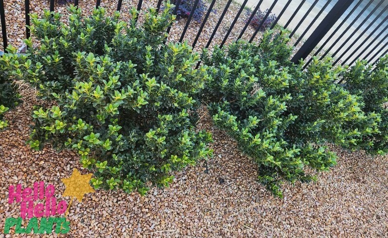 Three Rhaphiolepis 'Minikin' Dwarf Indian Hawthorn shrubs in 6" pots grow in a gravel garden bed beside a black metal fence. The "Hello Hello Plants" logo appears at the lower left.