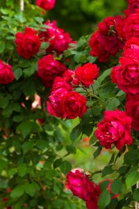 A cluster of vibrant Rose 'Amnesty International' Bush Form blooms surrounded by lush green leaves.