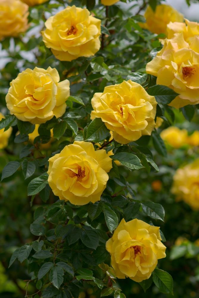 A bush of Amnesty International Yellow Roses in full bloom, showcasing lush green leaves and multiple vibrant flowers.
