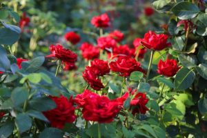 The Rose 'Chrysler Imperial' Bush Form showcases vibrant red blooms set against rich green foliage.