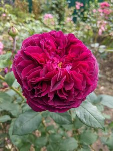 Close-up of a vibrant Rose 'Charles Darwin' (David Austin) Bush Form in full bloom, set against lush green leaves and a soft-focus garden background.
