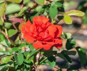 A close-up of a vibrant Rose 'Chrysler Imperial' Bush Form in full bloom, set amidst lush green leaves in a garden.