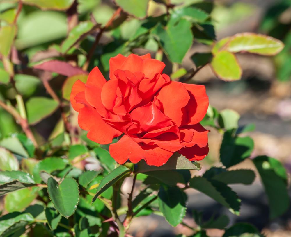 A close-up of a vibrant Rose 'Chrysler Imperial' Bush Form in full bloom, set amidst lush green leaves in a garden.