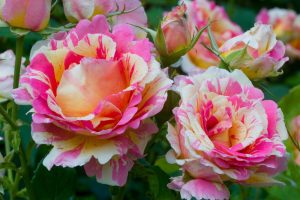 Close-up of vibrant pink and yellow roses in full bloom with lush green leaves, as elegant as the Rose 'Chrysler Imperial' Bush Form.