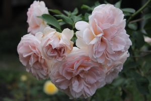 The Rose 'Cybelle™' Bush Form features graceful blooms of light pink roses on a lush green stem.