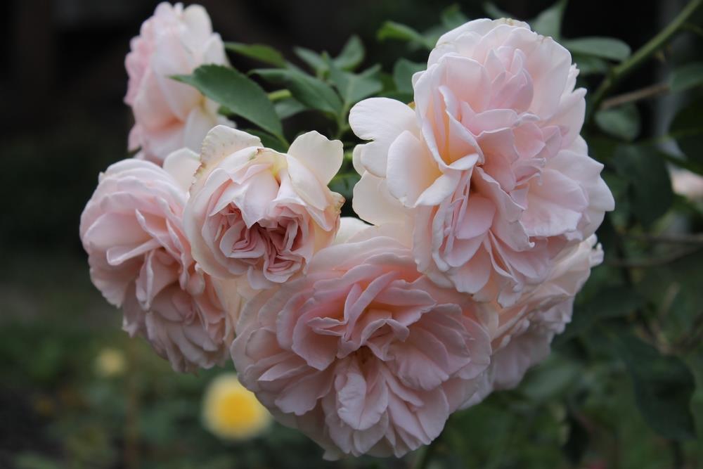 The Rose 'Cybelle™' Bush Form features graceful blooms of light pink roses on a lush green stem.