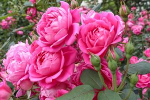 Close-up of vibrant pink blooms from the Rose 'Dream Chaser™' Bush Form, highlighting lush greenery and unopened buds.