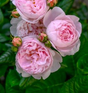 Close-up of blooming pink Rose 'Charles Darwin' (David Austin) Bush Form, surrounded by lush green leaves.