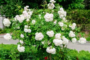A bush of blooming white roses, featuring the exquisite Rose 'Black Caviar™' Bush Form, with lush green leaves set against vibrant greenery and a winding pathway.