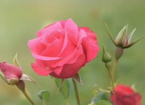A pink rose in full bloom with two rosebuds, reminiscent of a Rose 'Chrysler Imperial' Bush Form, set against a lush green background.