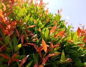 The green and red leaves of the Syzygium 'Up & Away' Lilly Pilly sway gently under a clear blue sky, sunlit from above.
