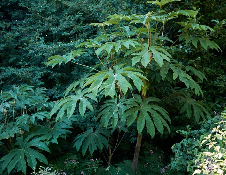 The Tetrapanax 'Rice Paper Plant' in an 8" pot flourishes in shaded gardens with its broad green leaves and sturdy stems, enhancing any foliage collection with rich texture.