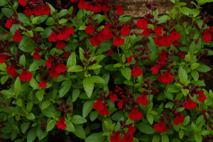 A cluster of Salvia Mirage™ 'Burgundy' red blooms with green leaves fills the 6" pot, set against soil and a brown stone border.