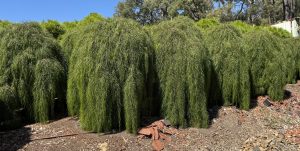 Several tall, dense weeping trees with long, drooping green foliage stand on rocky ground under a clear blue sky, resembling an Acacia 'Waterfall™' Standard 40cm Pot.