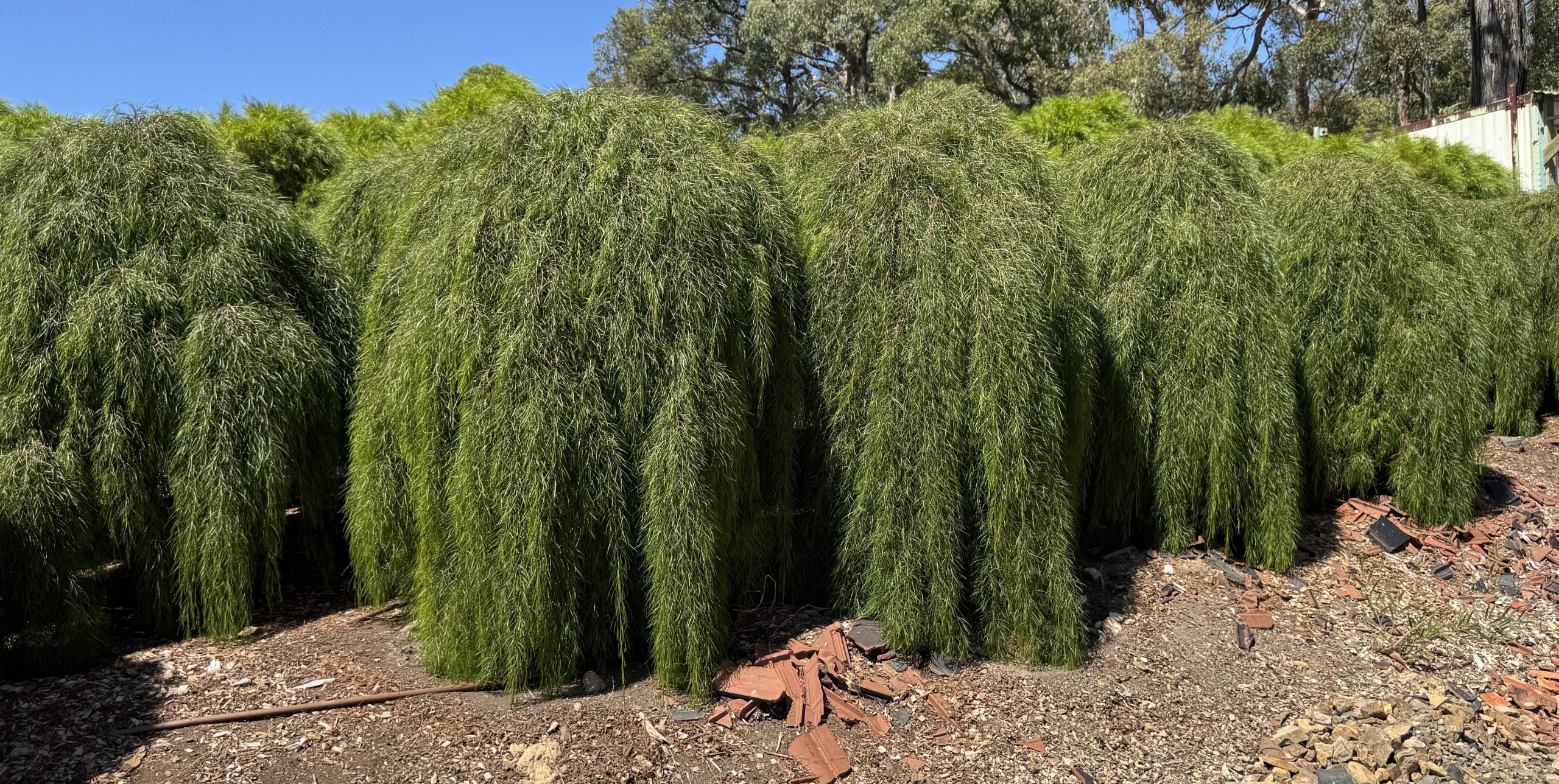 Several tall, dense weeping trees with long, drooping green foliage stand on rocky ground under a clear blue sky, resembling an Acacia 'Waterfall™' Standard 40cm Pot.