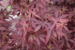 Close-up of red, pointed-lobed leaves densely covering the image, showcasing the delicate texture characteristic of the Acer 'Emerald Lace' Japanese Maple in a 110L pot.