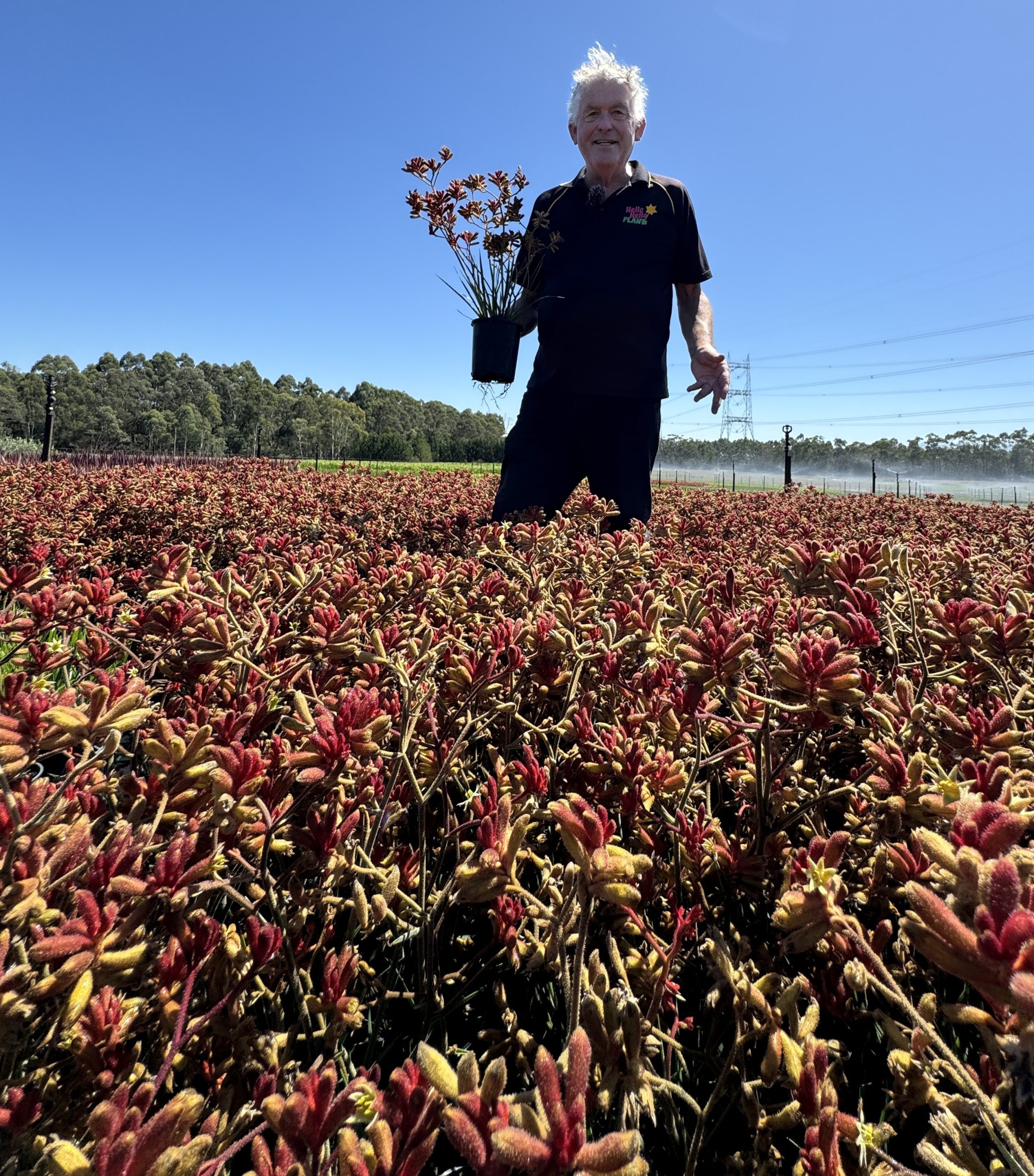 A man holding an Anigozanthos 'Rufus' Kangaroo Paw from the 6" Pot Growers Flash Sale stands in a field of flowering plants under a clear blue sky.