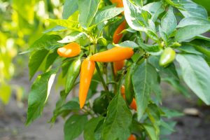 In a verdant garden, Capsicum 'Bulgarian Carrot' Chilli plants in vibrant orange and green flourish from 4" pots, their lush leaves embracing the scene with vitality.