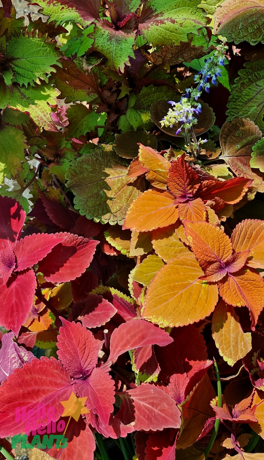 A 10" pot of Coleus 'Assorted Colours' showcases vibrant red, orange, and green leaves with a delicate blue blossom emerging through the foliage.