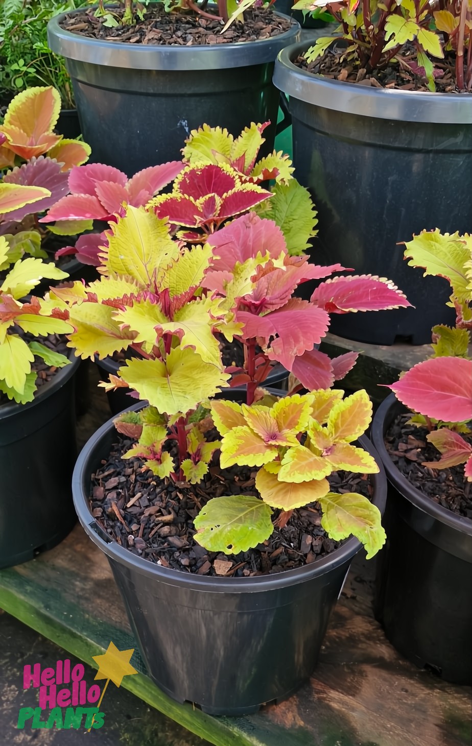 Coleus 'Assorted Colours' 10" pots, featuring vibrant shades of green, red, and yellow, are displayed on a wooden surface, creating a stunning backdrop adorned with lively plant pots.