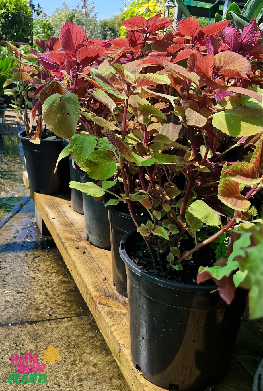 Coleus 'Assorted Colours' 10" pots with red and green leaves line a wooden bench outdoors. Sunlight highlights the foliage, and the wet patio beneath suggests recent watering, showcasing their vibrant colors.
