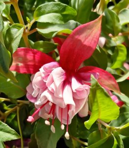 A close-up of Fuchsia 'Fairytales Addison' in a 10" hanging basket reveals bright pink and white petals framed by lush green leaves, evoking a scene from Fairytales Addison.