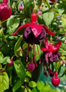 A luscious hanging basket of Fuchsia 'Fairytales Mahkarlia' displays vibrant fuchsia flowers with pink and deep purple petals, adorned with water droplets glistening on the leaves, creating a fairy tale-like ambiance.