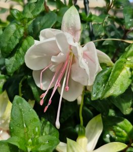 The Fuchsia 'Fairytales Summer' 10" hanging basket features a close-up of a white flower with long pink stamens, nestled among green leaves, where water droplets glisten on the petals and leaves, evoking the magical essence of summer.