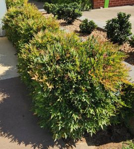 Nandina 'Blush™' 8" Pot shrubs create a lush border along a paved walkway, with dense leaves set off by mulch and smaller bushes behind.