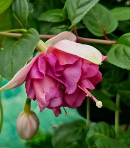 The Fuchsia 'Fairytales Paris' in a 10" hanging basket showcases a close-up of its pink and white flowers in full bloom, surrounded by green leaves, with a small bud nearby.