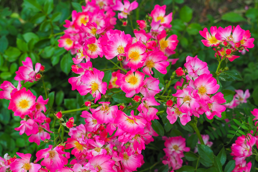 The 'DRIFT® Red' Groundcover Rose features bright pink and white flowers with yellow centers amidst green foliage, resembling vibrant groundcover blooms.