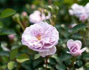 A light purple Rose 'Simplicity Lavender' Bush Form in full bloom with green leaves and another rosebud in the background.