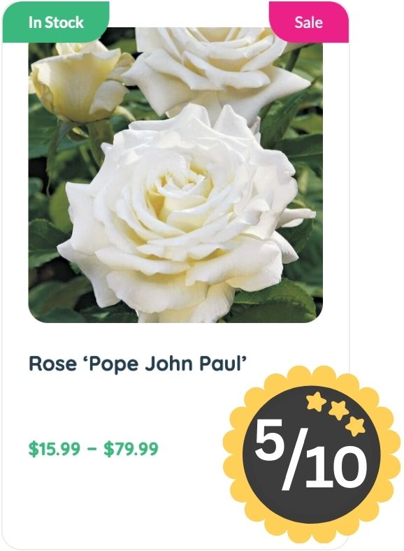 A white rose labeled “Pope John Paul” with a delicate rose smell, priced $15.99–$79.99, in stock and on sale, rated 5 out of 10 stars.