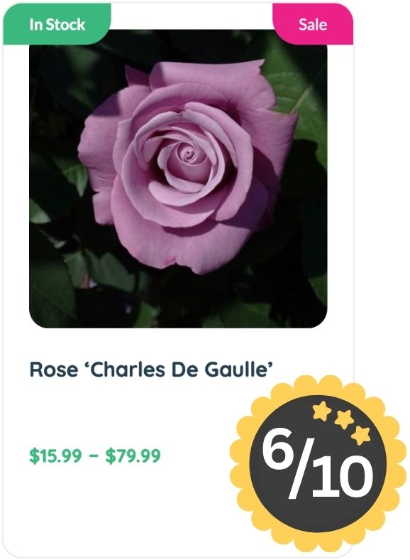A lavender rose with a captivating rose smell, labeled 'Charles De Gaulle', for sale at $15.99–$79.99, with an in stock badge and a 6 out of 10 rating.